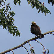 Caracara noir