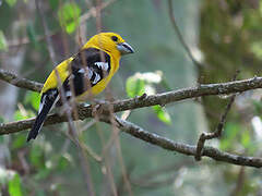 Golden Grosbeak