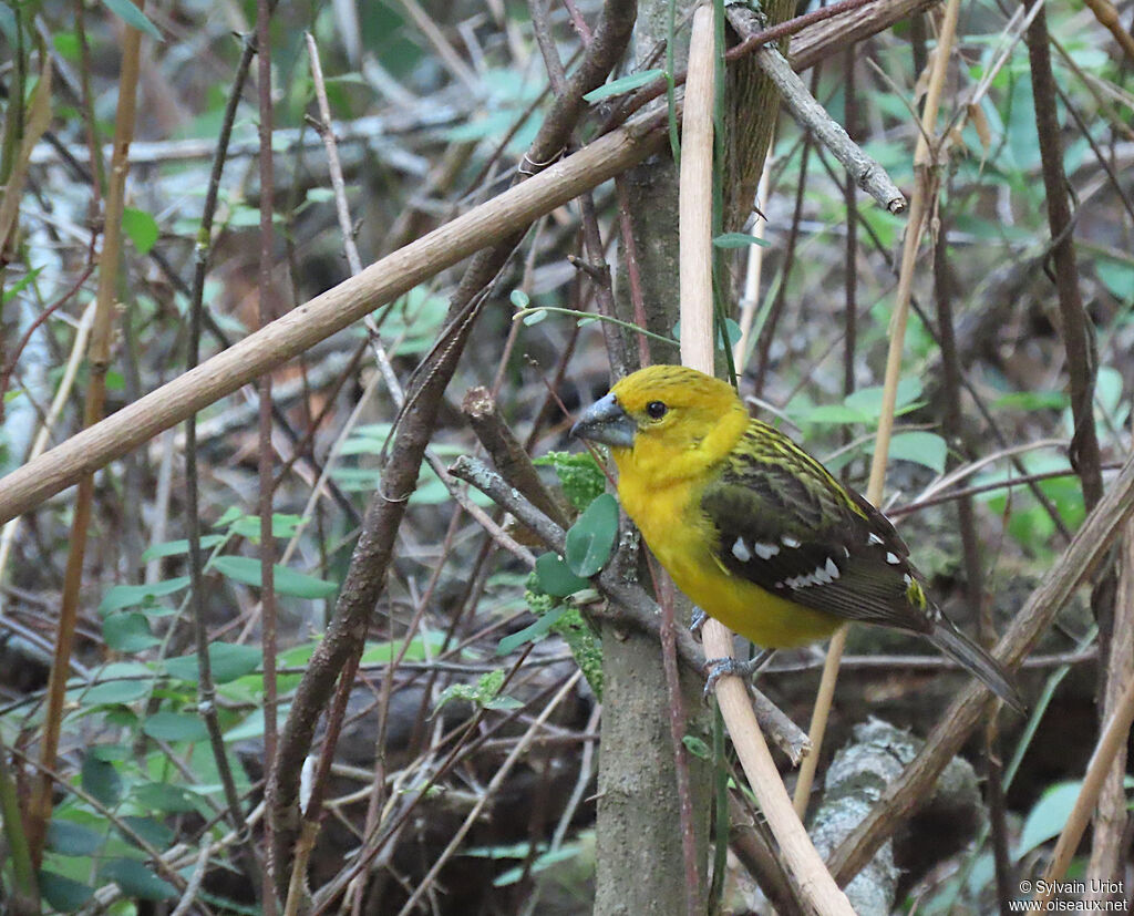 Golden Grosbeak female adult