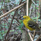 Cardinal à tête jaune