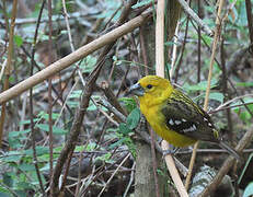 Cardinal à tête jaune