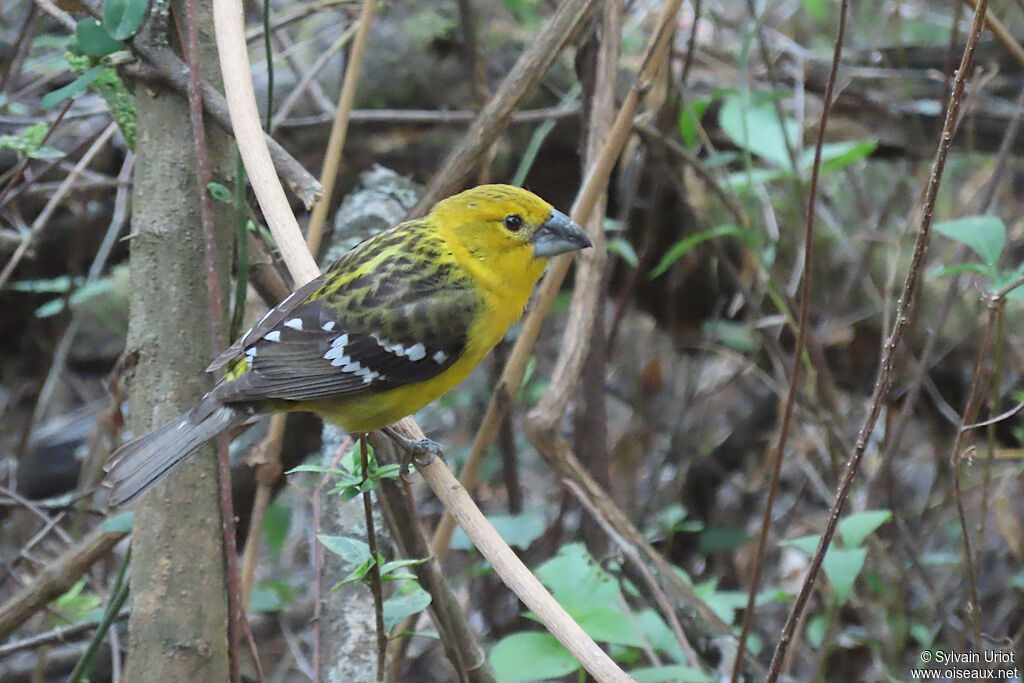 Golden Grosbeak female adult