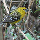 Cardinal à tête jaune