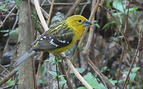 Golden Grosbeak