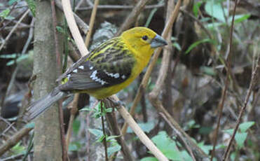 Cardinal à tête jaune