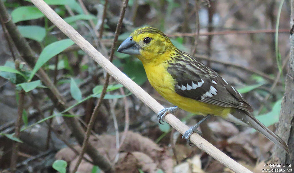 Golden Grosbeak female adult