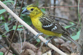 Cardinal à tête jaune