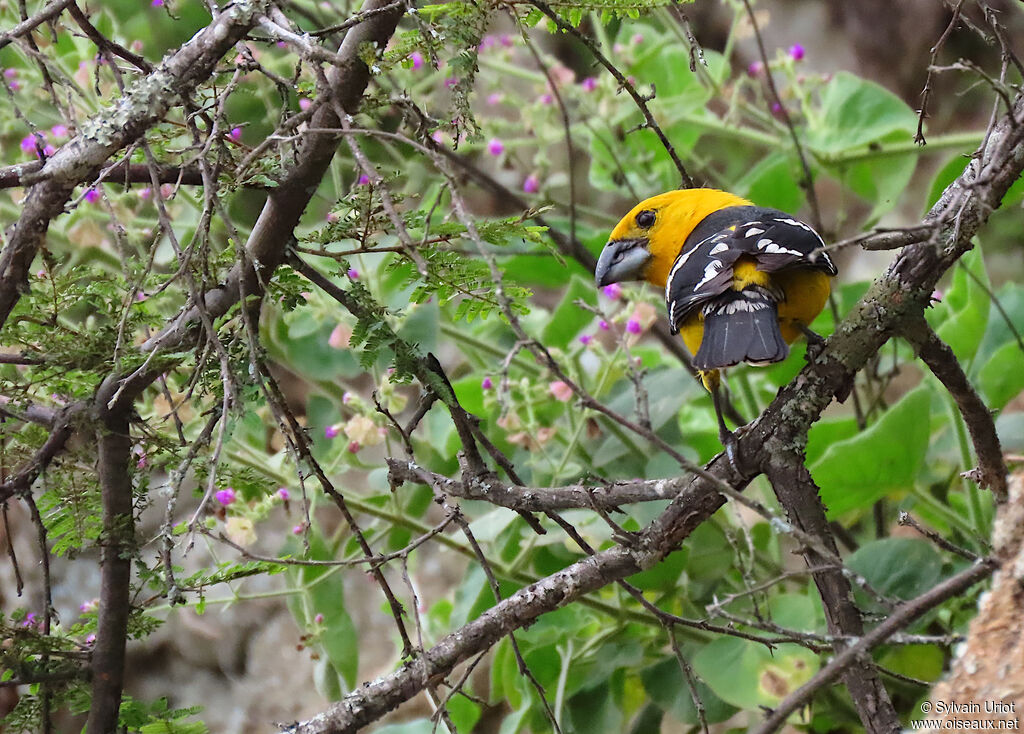 Cardinal à tête jaune mâle adulte