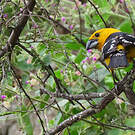 Cardinal à tête jaune