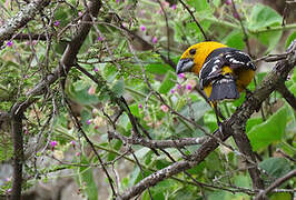 Cardinal à tête jaune