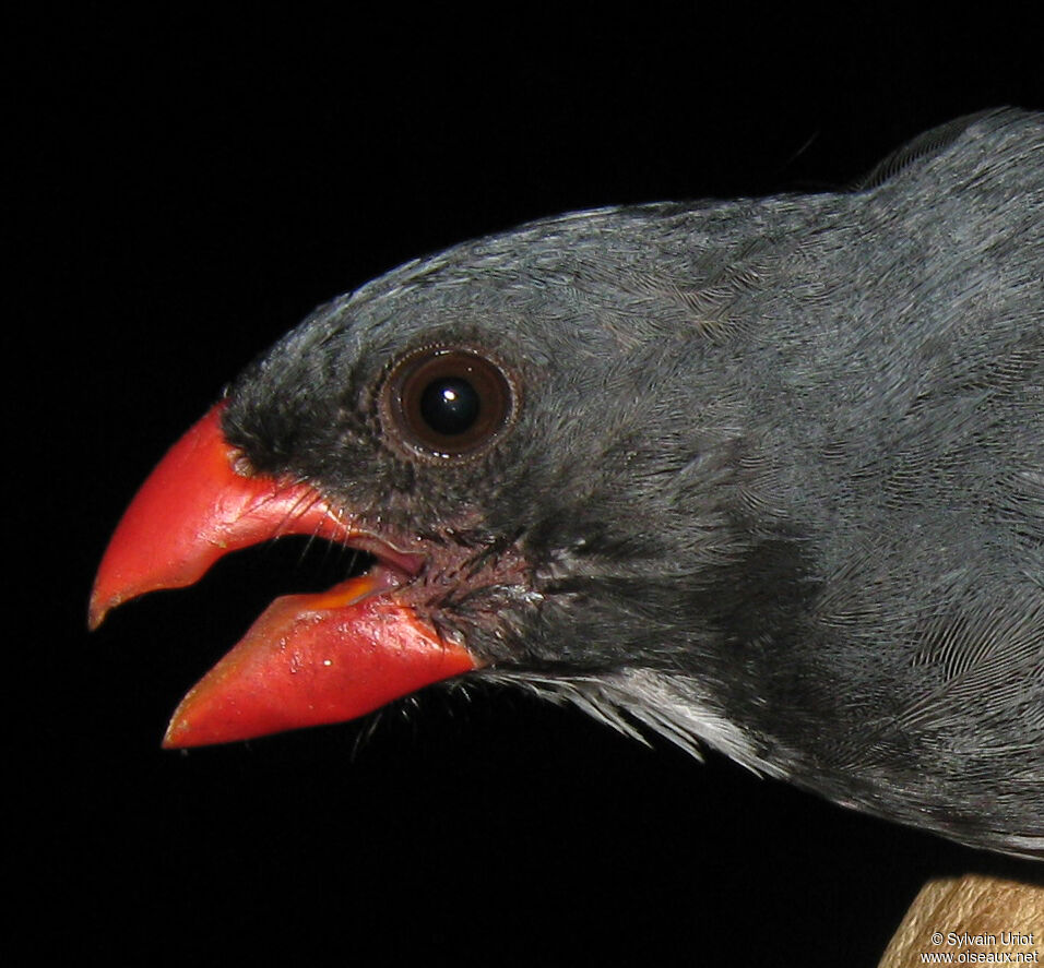 Slate-colored Grosbeak male adult