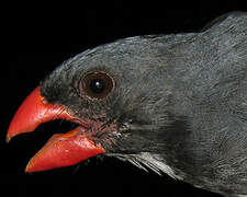 Slate-colored Grosbeak