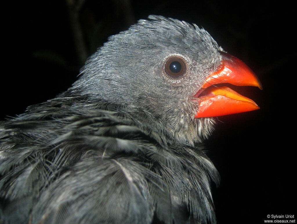 Slate-colored Grosbeak female adult