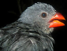 Slate-colored Grosbeak