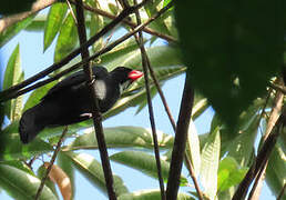 Slate-colored Grosbeak