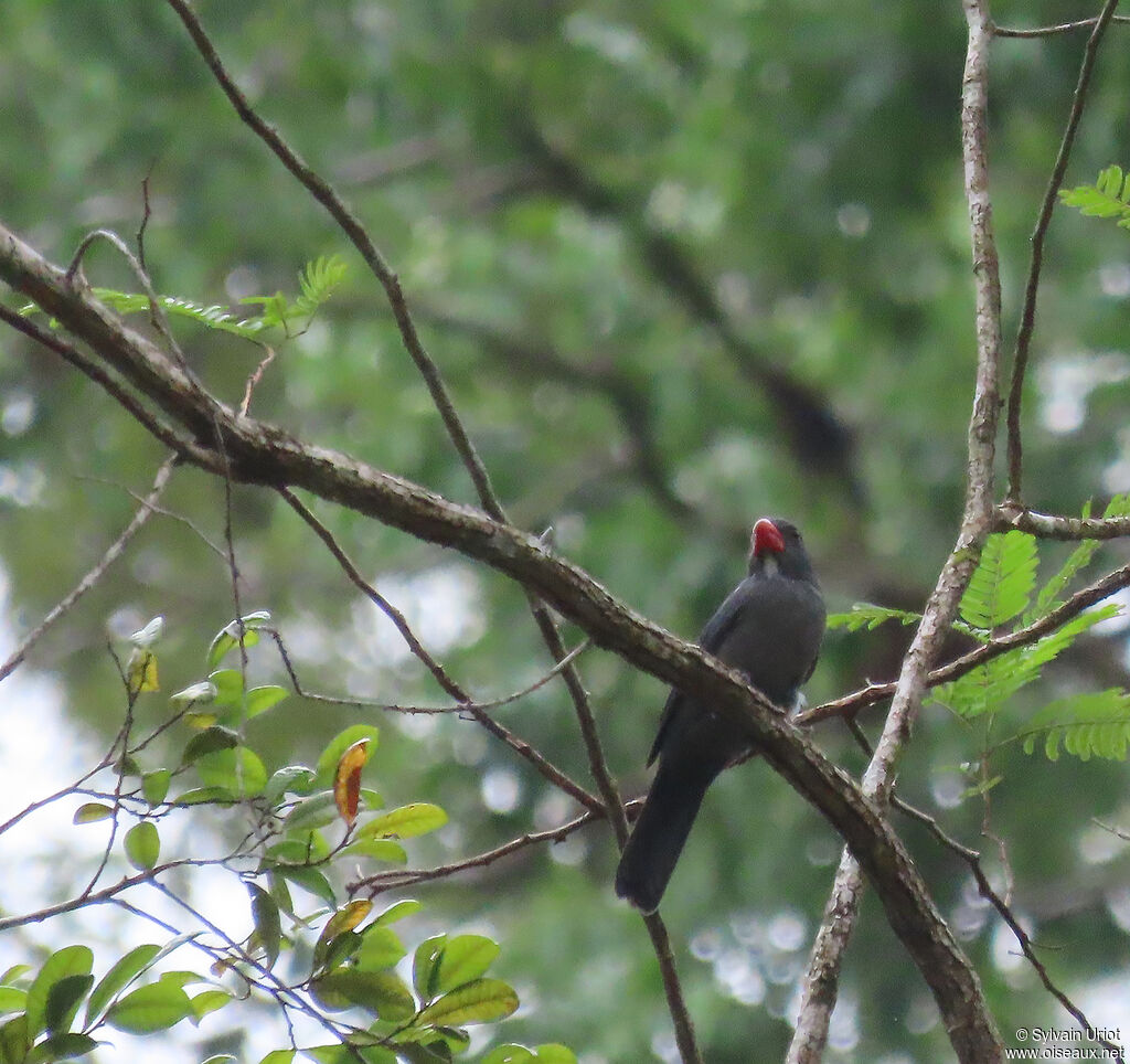 Slate-colored Grosbeak male adult