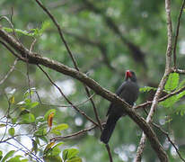 Slate-colored Grosbeak