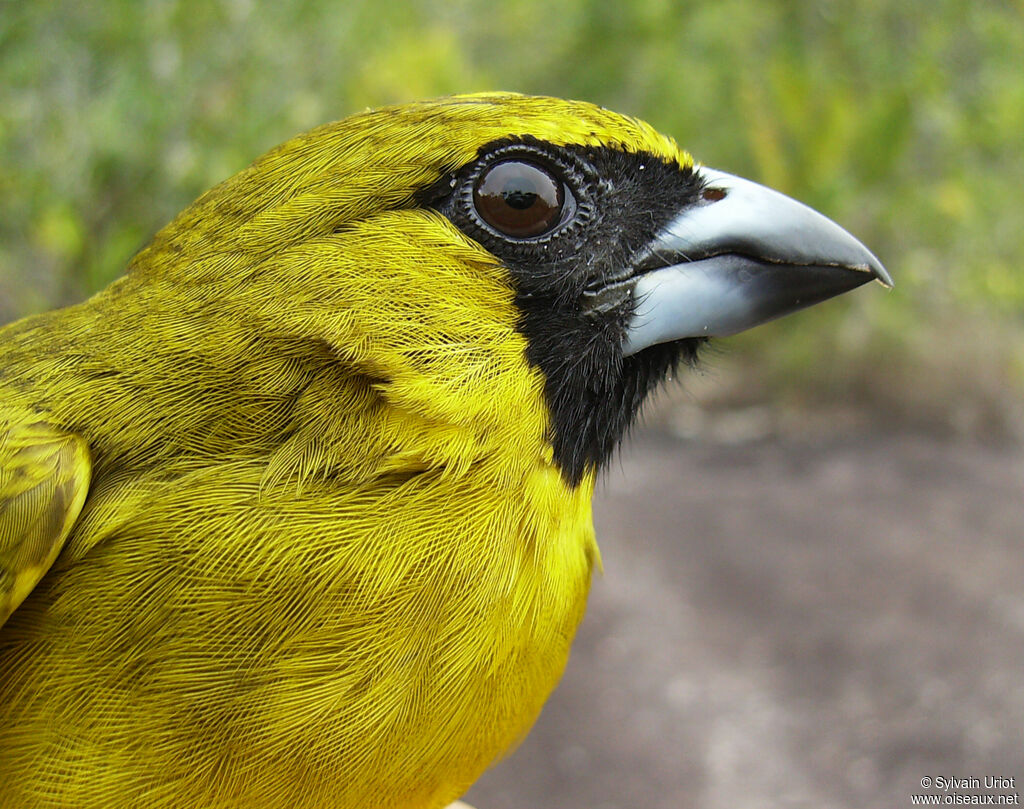 Yellow-green Grosbeakadult