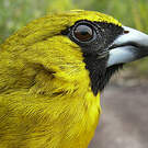 Cardinal flavert