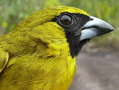 Yellow-green Grosbeak