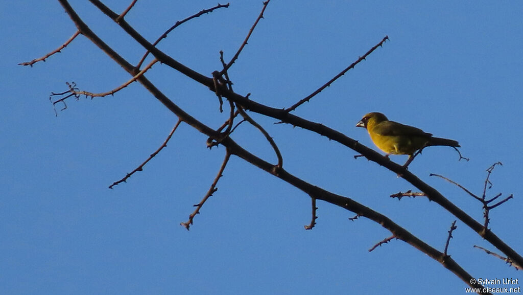 Yellow-green Grosbeakadult