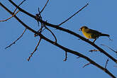 Cardinal flavert