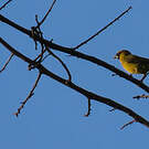 Cardinal flavert