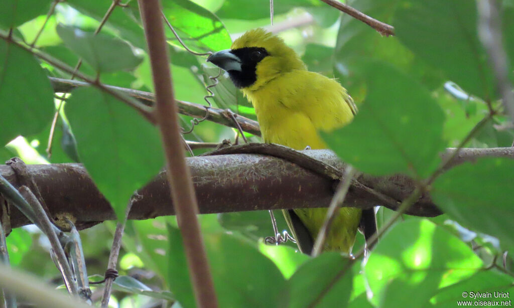 Yellow-green Grosbeakadult