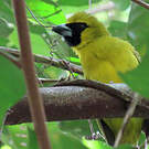 Cardinal flavert