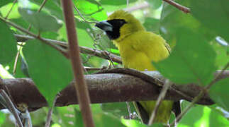 Yellow-green Grosbeak