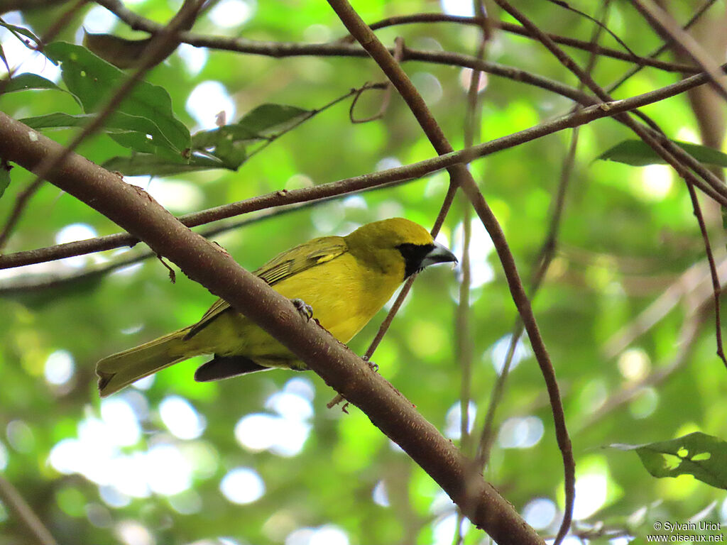 Yellow-green Grosbeakadult