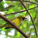 Cardinal flavert