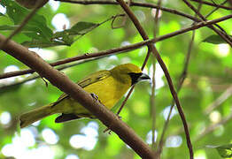 Yellow-green Grosbeak