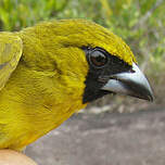 Cardinal flavert