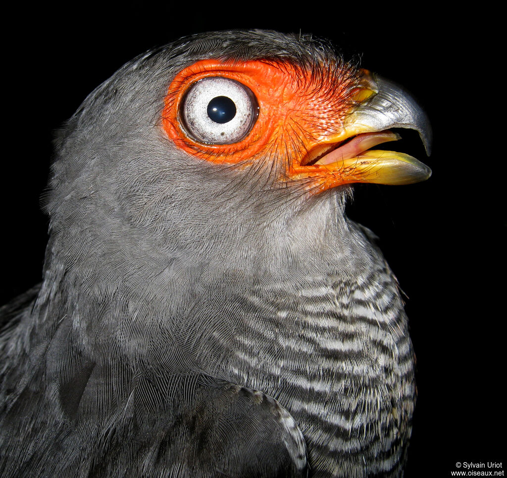 Lined Forest Falconadult