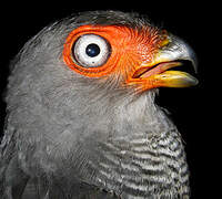 Lined Forest Falcon