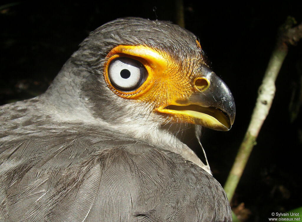 Lined Forest Falconadult