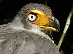 Lined Forest Falcon