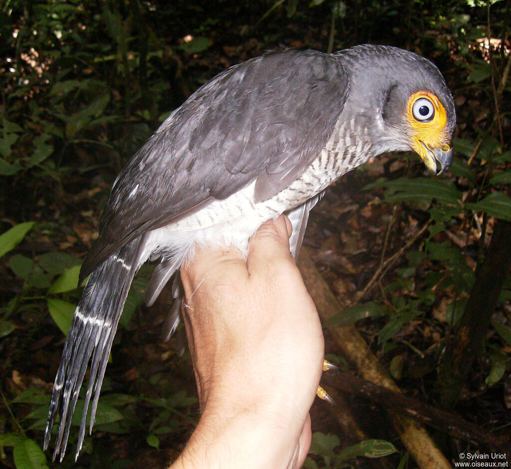 Carnifex à gorge cendrée