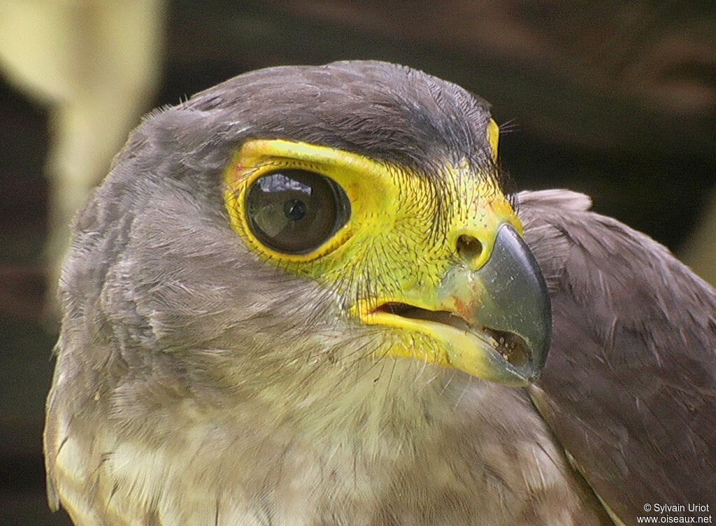 Slaty-backed Forest Falconimmature