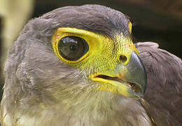 Slaty-backed Forest Falcon