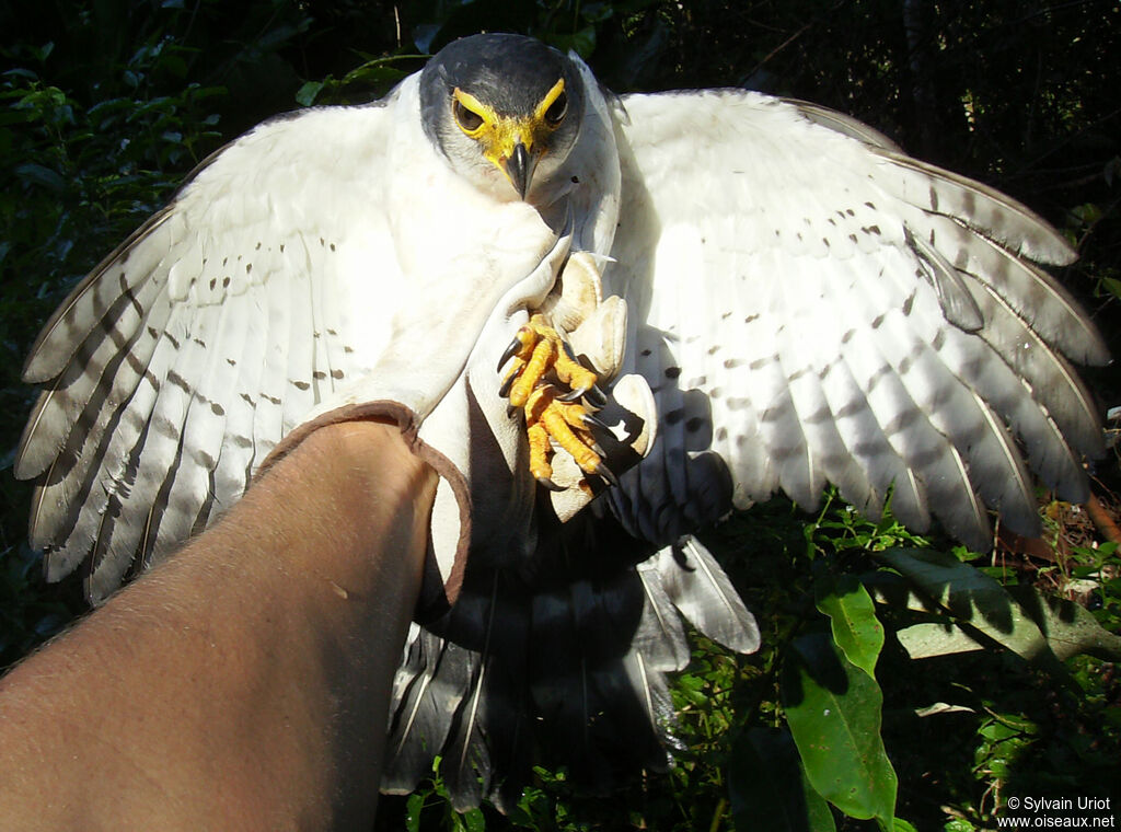 Slaty-backed Forest Falconadult