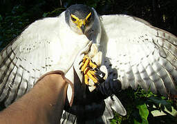 Slaty-backed Forest Falcon