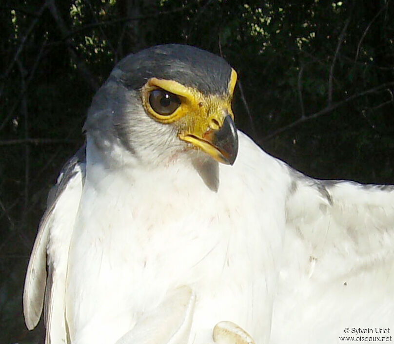 Slaty-backed Forest Falconadult