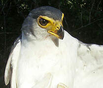 Slaty-backed Forest Falcon