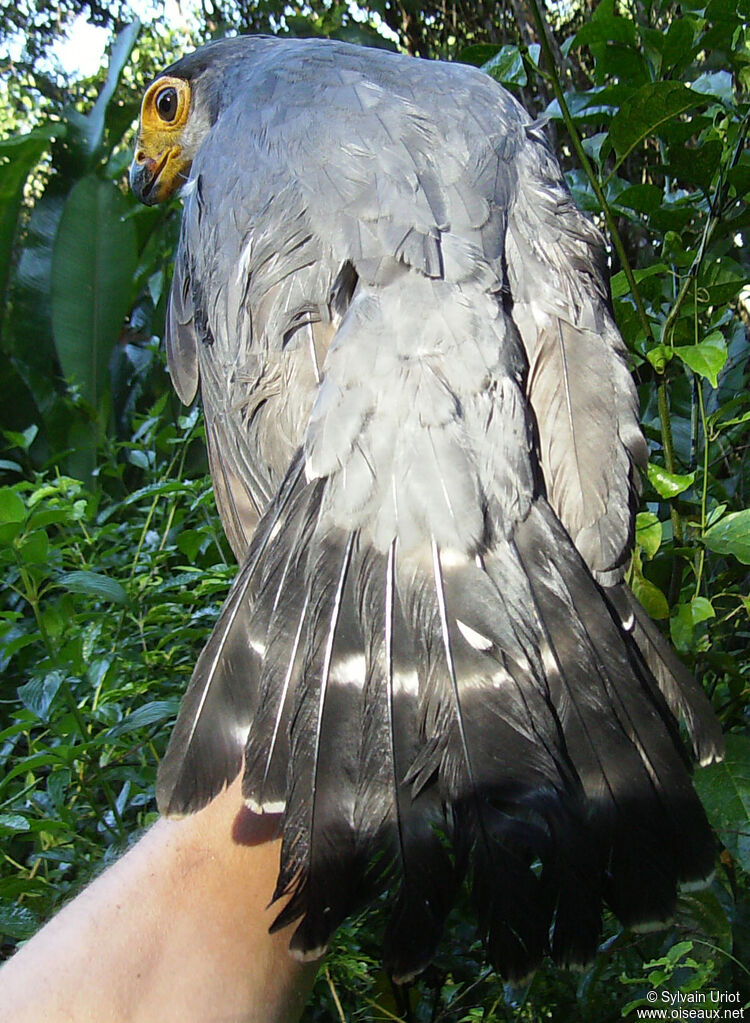 Slaty-backed Forest Falconadult