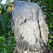 Slaty-backed Forest Falcon