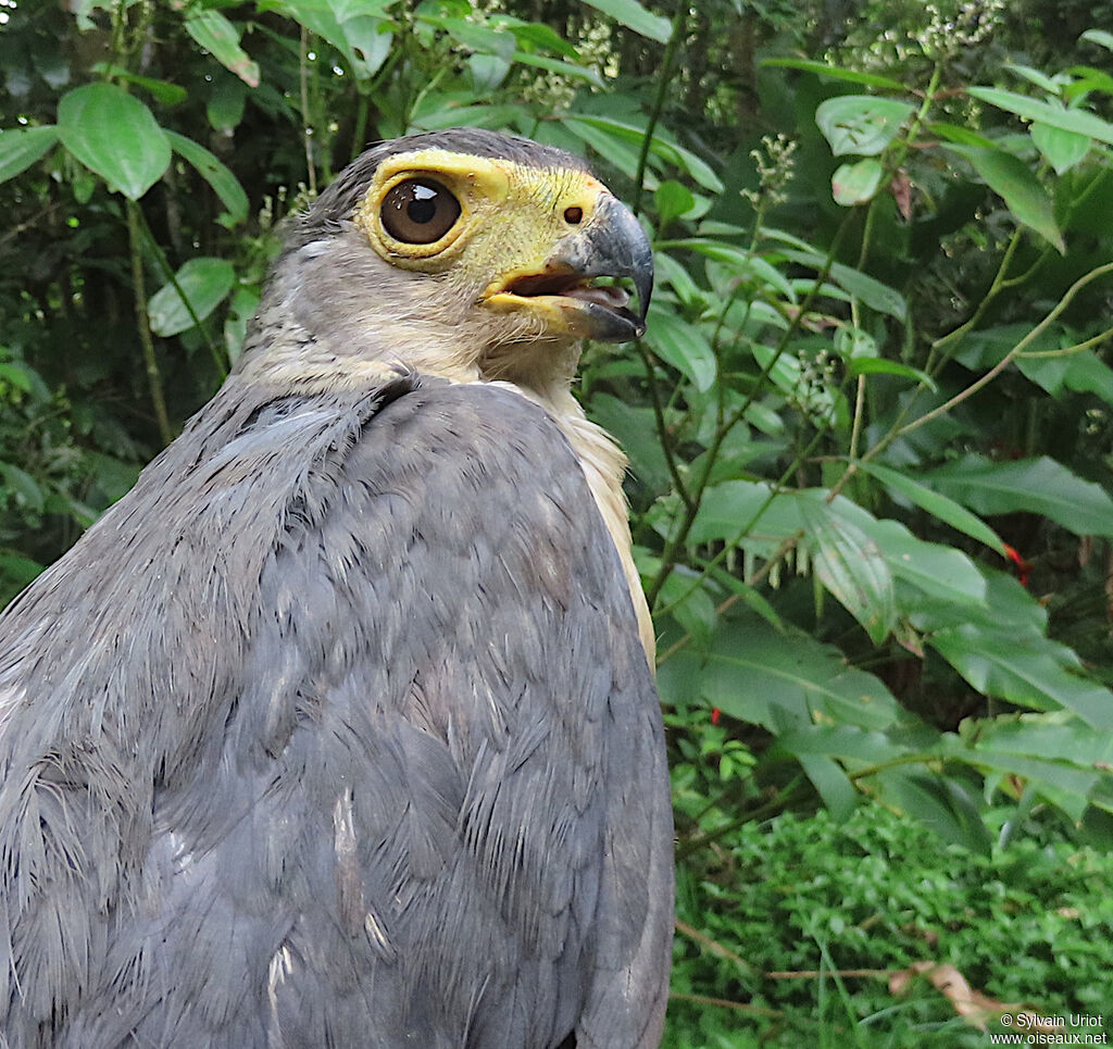 Slaty-backed Forest Falconadult