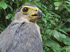 Slaty-backed Forest Falcon