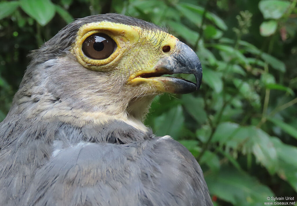 Slaty-backed Forest Falconadult